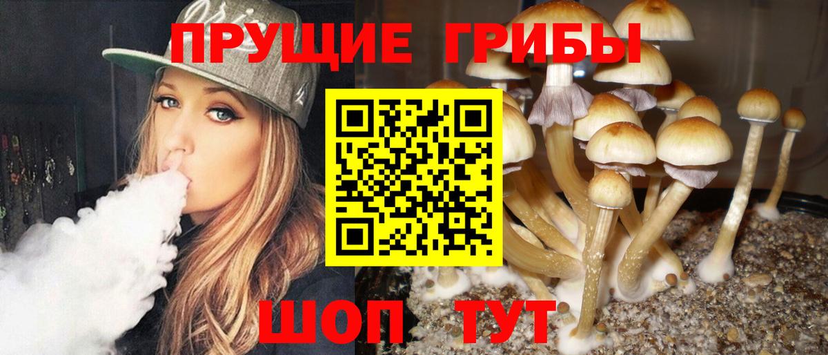 Псилоцибиновые грибы Psilocybe Сокол